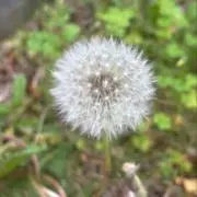 煮干し