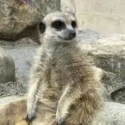 しまじろうの画像