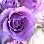 °ஐ..ʚ♡ɞ*.如月°ஐ..ʚ♡ɞ*.の画像