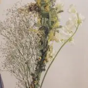 こまつの画像