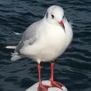 みゆきの画像