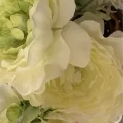 COCOの画像