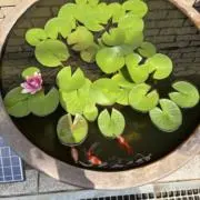 あいあいの画像