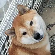 けい