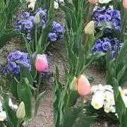 もちこの画像