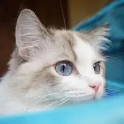 emiの画像