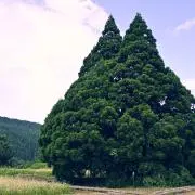 su