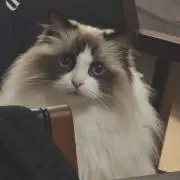 Bululuの画像