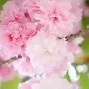 Cwの画像