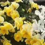 まかろんの画像