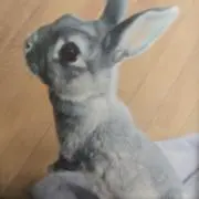 メロディの画像