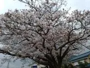 ぱせりの画像