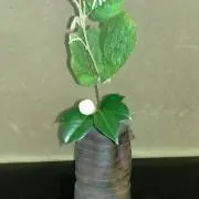 さっちゃんの画像