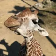 パタオ