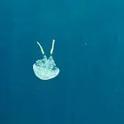 はっちゃんの画像