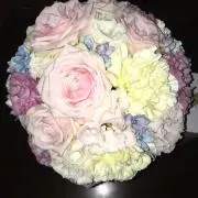 ヒラの画像