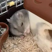 はむちゃんの画像