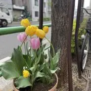 ranの画像