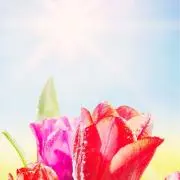 みなと　※7/28〜8/6発送できませんの画像
