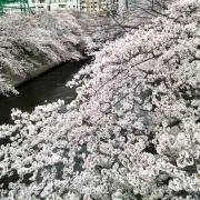 ゆこの