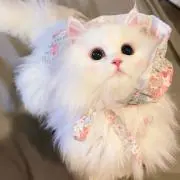 ゆ