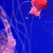 KOAの画像