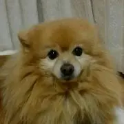 ゴロさんの画像