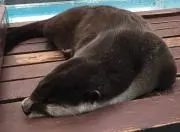 いなかびと
