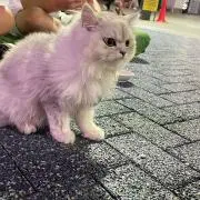 気まぐれの画像