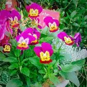 pom_pom_purinの画像