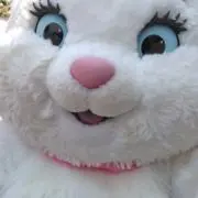 しょこらの画像