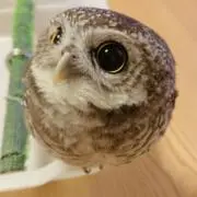 黒鳥の画像