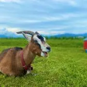 めぇの画像