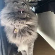 甘楽ちゃんの画像
