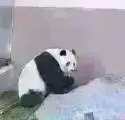発送は28日日曜日になります。の画像