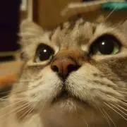 トラへい☆
