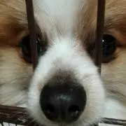 チワワに間違えられるポメฅ ՞•ﻌ•՞ฅ