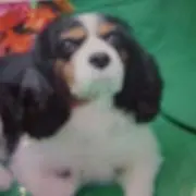 かず