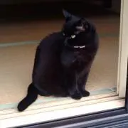ちとせの画像