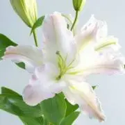 yurikaの画像