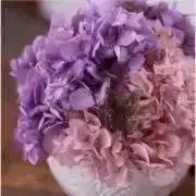 アジサイの画像