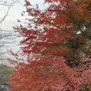 夜明けの画像