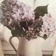 ララの画像