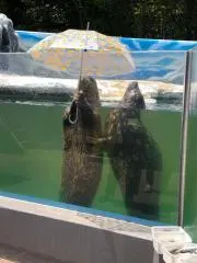 Sの画像