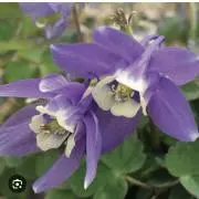 オダマキの画像