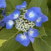雪丸（プロフ確認要）の画像