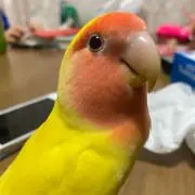 こゆぶー