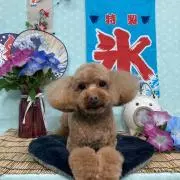 ゆめりんの画像