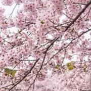モチモチサクラモチの画像