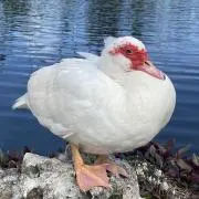 じゅんの画像